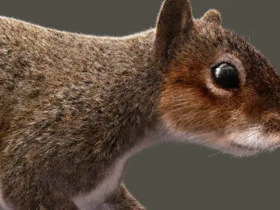  Squirrel ANIMATED XGEN-CORE 