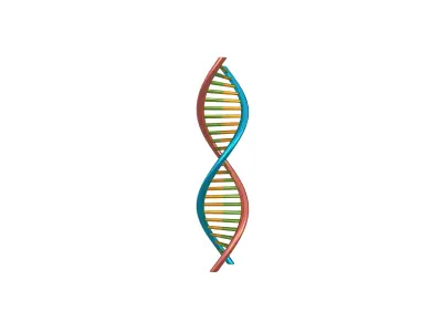 DNA Molecule v1 006 Low-poly 3D model