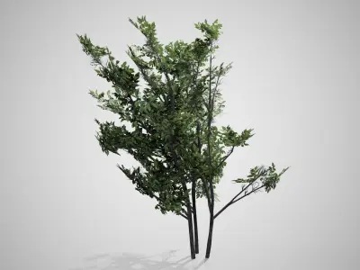 Common Hazel tree Low-poly 3D model