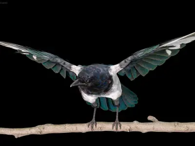  Eurasian Magpie Rigged PBR 