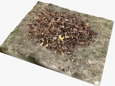 Leaves on the ground 3d scan 3D model