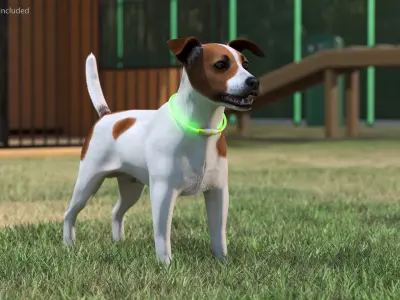  Jack Russell Terrier Wearing LED Collar Fur 