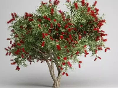 Bottlebrush Tree 3D model
