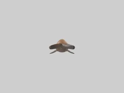 California Sea Lion swimming model Low-poly 3D model