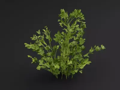 Parsley Plant 3D model