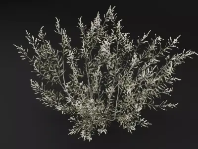 Gossypium Thurberi Plant 3D model