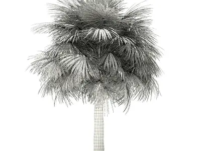 Silver Fan Palm Tree 3D Model 6m 3D model