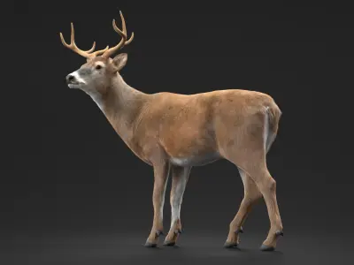  Odocoileus Virginianus Standing Pose Fur 