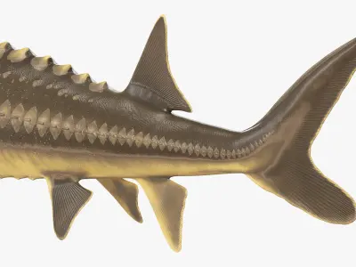  Sturgeon Fish Rigged for Maya 