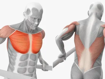  Anatomy Male Muscular System Chest Dip 