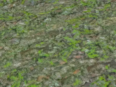 2 Wooden Moss set 3D model