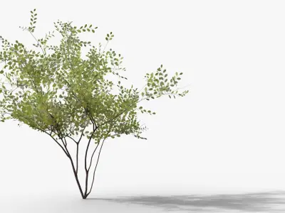Amelanchier lamarckii Multistem 3D model