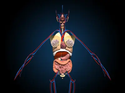  Ultimate Female Anatomy - Advanced Rig 