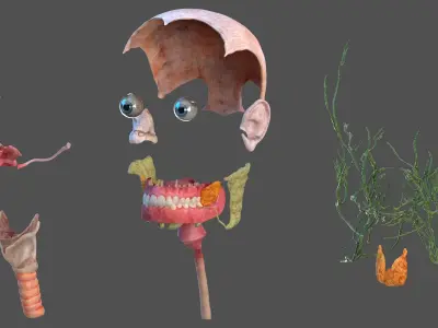  Anatomical Male Head Model with Neck 