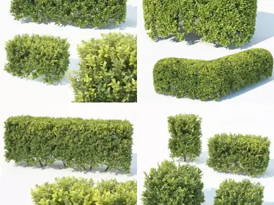 Buxus Sempervirens 4 hedges collection 3D model