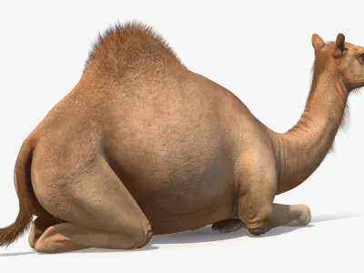  Resting Camel Fur 