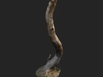 3d scanned nature forest roots 008 3D model