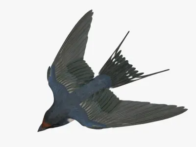 Hirundo Rustica "Barn Swallow" 