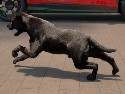  Black Labrador Dog Running Fur Animated Rigged for Cinema 4D 