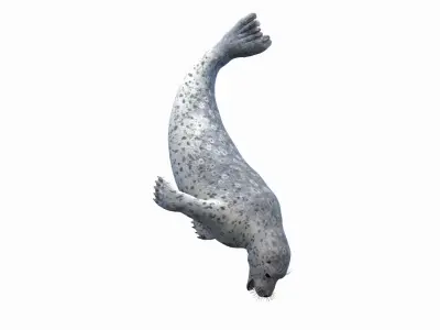  Harbor Seal Animated 