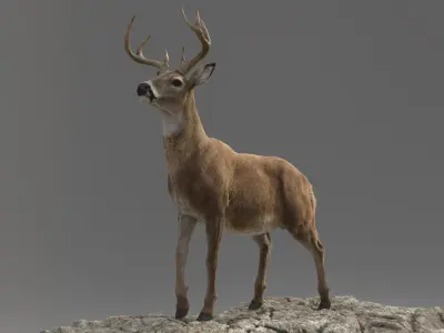  Deer ANIMATED 