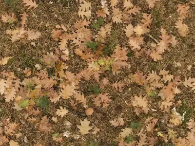 Autumn Leaves Ground Texture Texture