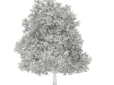 Avocado Tree 3D model