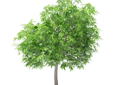 Mango Tree 3D model