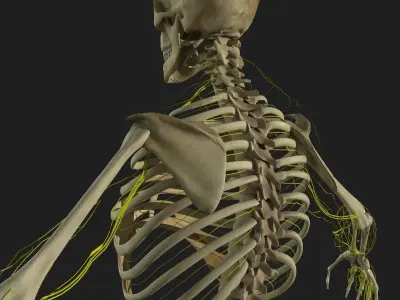 Human Central Nervous System with Skeleton 3D model
