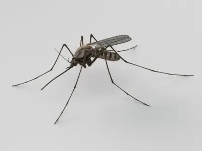  Mosquito 