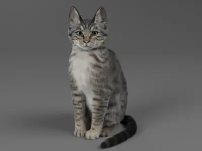  Cat Grey Tabby ANIMATED 
