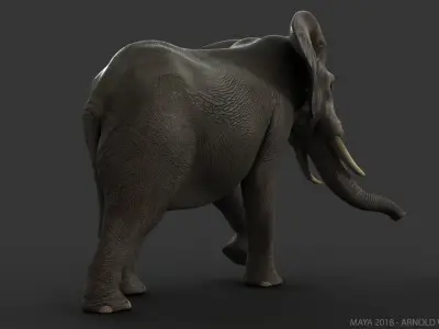  African Elephant (2) (ANIMATED) 