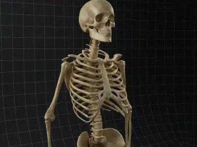 Anatomy skeleton 02 3D model