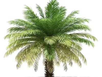 Date Palm Tree 3D Model 4m 3D model