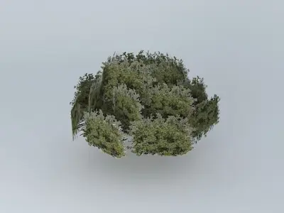 Tree 2 on reef street Free 3D model