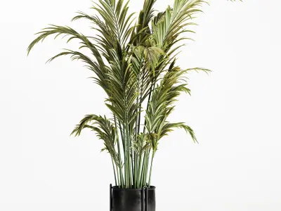 Areca Palm Indoor-Set002
