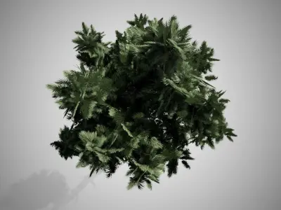 Loblolly Pine Tree Low-poly 3D model