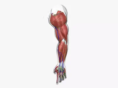 Full Male Arm Anatomy Medical Edition 3D model