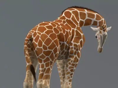 Giraffe Rigged 3D model
