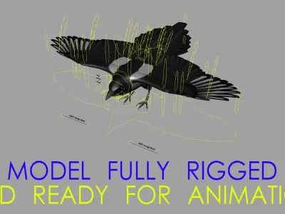  Black-billed Magpie (Animated) 