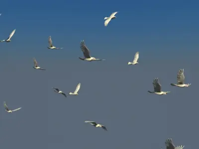  Realistic animated flying bird flock 