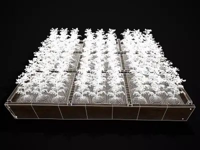 Square Planting Plot with Potatoes Low-poly 3D model
