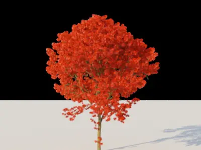 Pack of 6 Maple trees 3D model