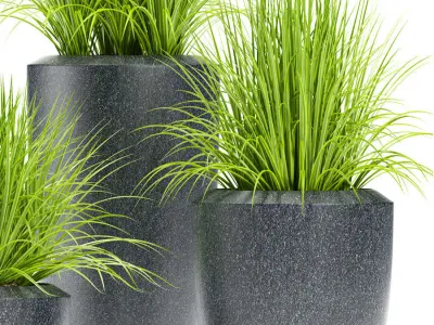 GRASS plant 111 3D model