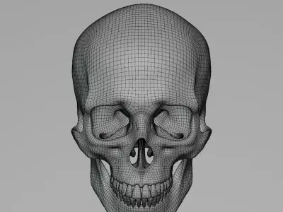 Human Cranium 3D model