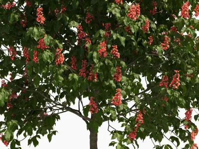 Aesculus x carnea briotii 201SP FL 3D model