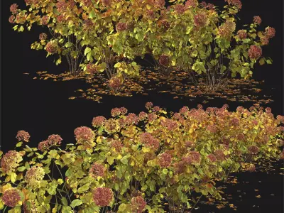 Hydrangea arborescens 03 autumn 3D model