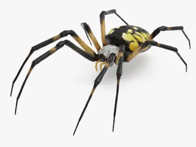  Argiope Aurantia or Yellow Garden Spider Rigged for Maya 