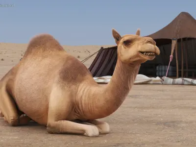  Resting Camel with Fur 