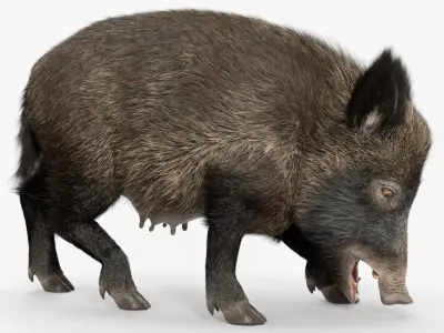  Wild Boar Female Fur Rigged for Maya 